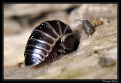 Diplopoda/glomeridae
