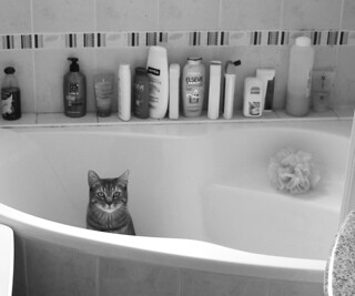 bain à son chat