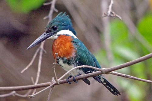Amazon Kingfisher by masaiwarrior