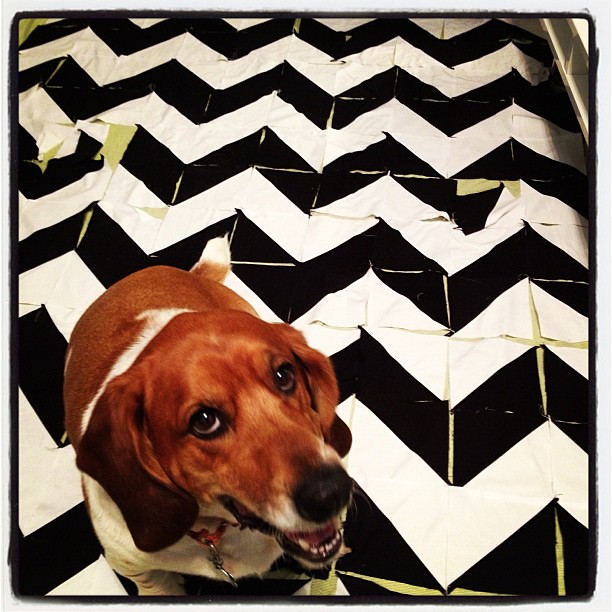 Laid out my first #quiltsbychristmas quilt...and this guy had to test it out.
