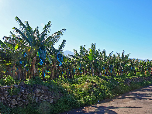 Walking with Bananas, Tenerife