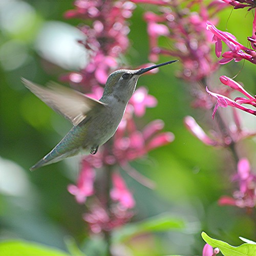 Hummingbird... wings fluttering and legs tucked neatly under by jungle mama