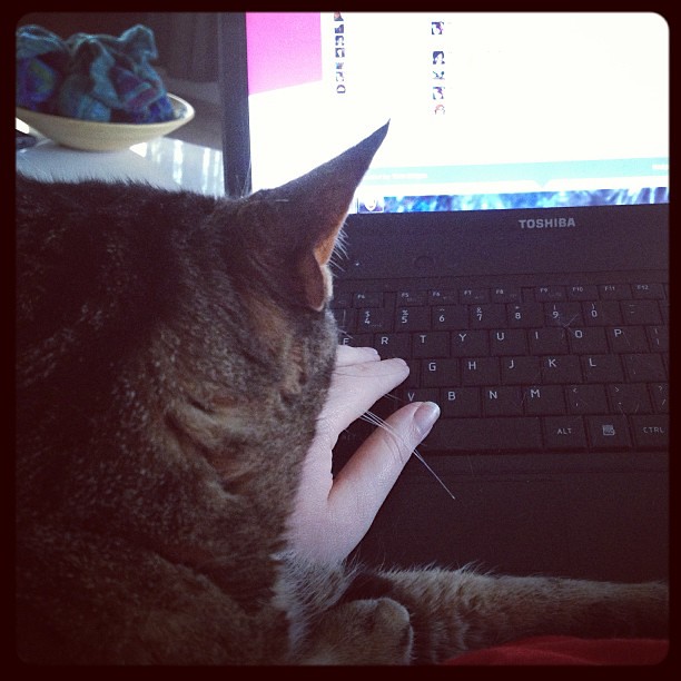 Stella's passive-aggressive call for attention. She sneaks up slow until she's crushing my arm and I can't type.