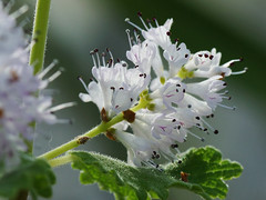 Lamiaceae　シソ科
