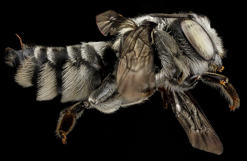 Megachile pseudobrevis, U, side, Georgia, Camden County_2013-01-24-15.07.45 ZS PMax