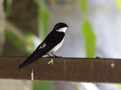 Hvitvingesvale (Pied-winged Swallow)
