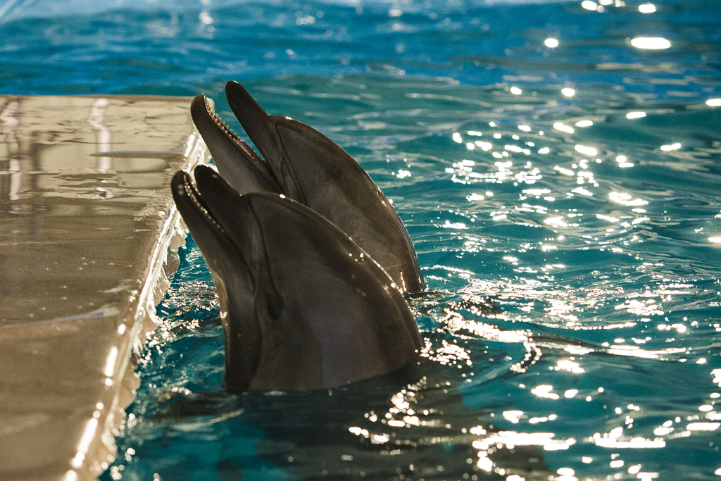 Дельфинарий  в Новосибирске, фото