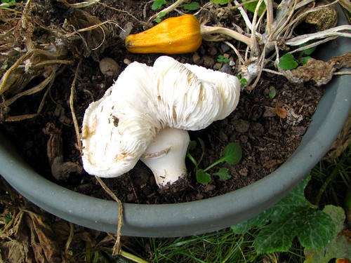 uprooted mushroom