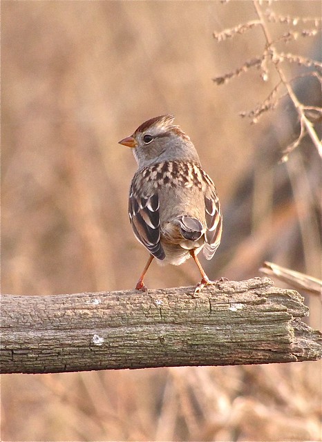 White-crowned Sparrow at Evergreen Lake in McLean County, IL 12