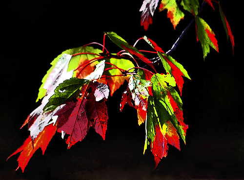 THE AUTUMN LEAVES OF RED AND GOLD....