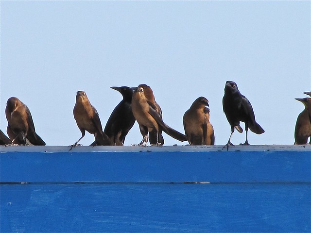 Boat-tailed Grackle at the North Beach on Tybee Island 01