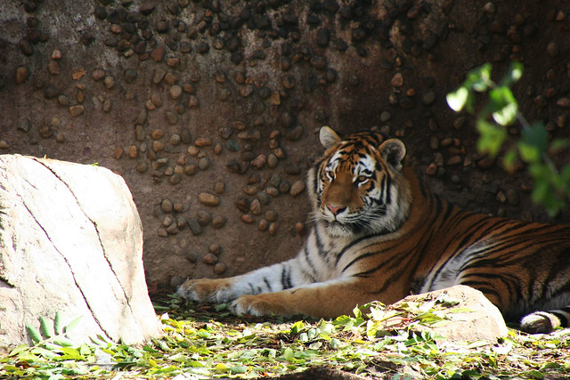 Tiger at the Denver zoo