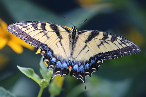 Tiger swallowtail. by ricmcarthur