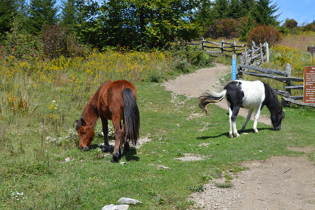 Admiring the wild ponies eating on the hills at Grayson Highlands State Park