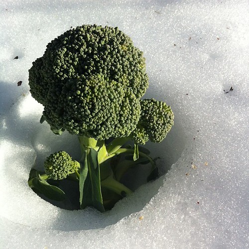 broccoli doesn't give a shit #maine #strawberryspring #thaw