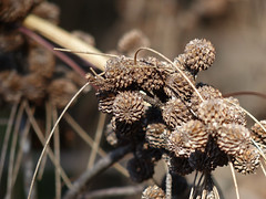 brown flowers
