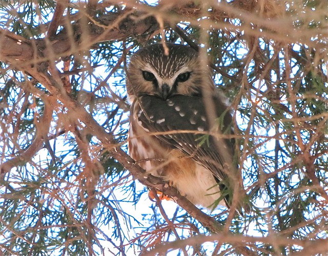 Northern Saw-whet Owl at Clinton Lake 003