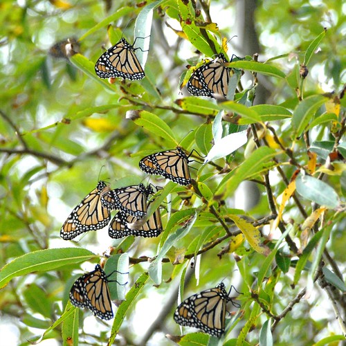 overwintering monarch butterflies