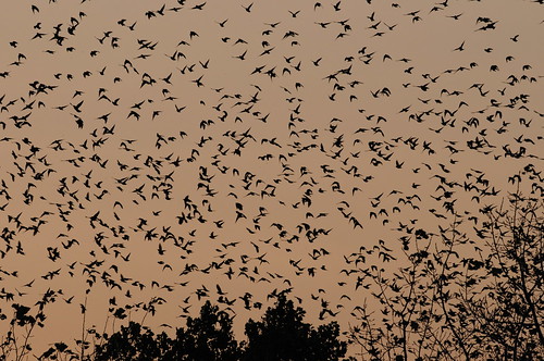 DSC_4164 Starling and Grackle Roosting Swarm by tbradford