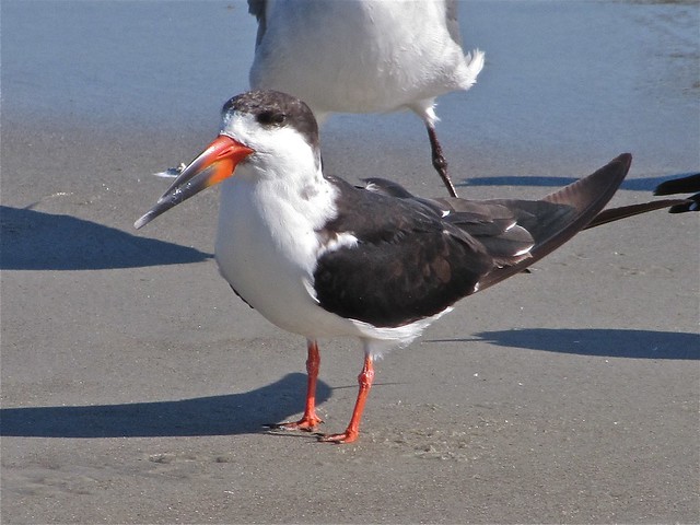 Black Skimmer at the North Beach at Tybee Island 10