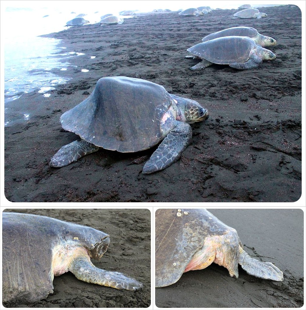Deformed and injured turtles in Ostional