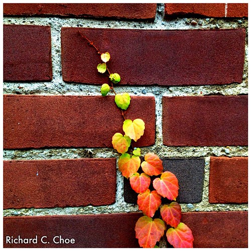 Autumn leaves (10.24, '12) by rchoephoto