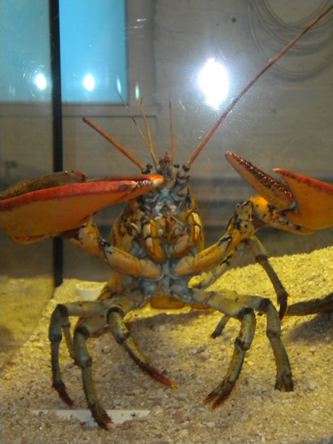 This lobster proudly snaps his claws in our direction