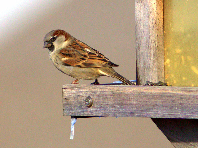 House Sparrow male 2-20130115