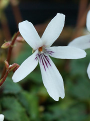Violaceae　スミレ科