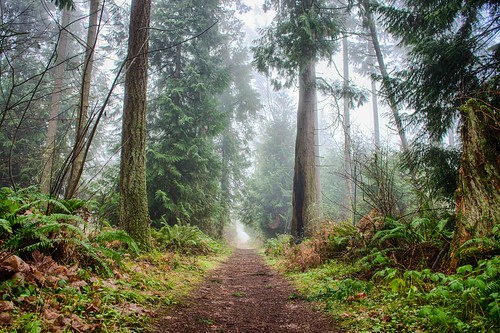 Our Forest in Puyallup, Washington