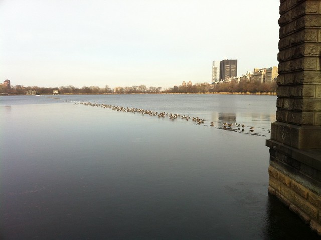 Geese in the Central Park Reservoir