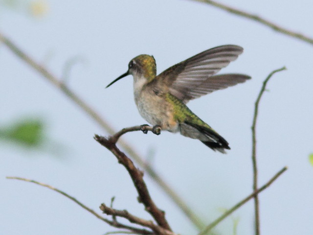 Ruby-throated Hummingbird 20121014
