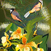 Eastern Spinebills, local grevillea and exotic orchids