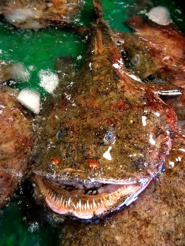 已被捕上岸的鮟鱇魚。常見的鮟鱇魚都是雌性，雌性體積較雄性大40倍。
