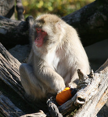 Macaque Japanese