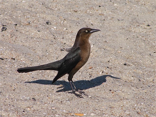 Boat-tailed Grackle at the North Beach on Tybee Island 06