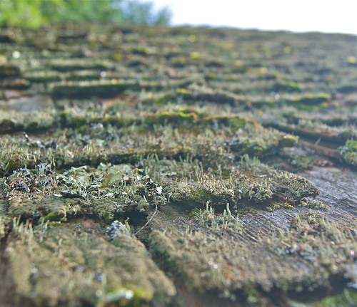 Roof moss