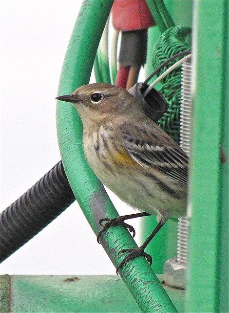 Yellow-rumped Warbler at Gridley Wastewater Treatment Ponds 06