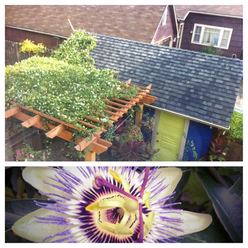 It's been a good year for the Passion flower. Vigorous, you think!?