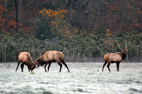 The Annual Elk Rut by Jeka World Photography