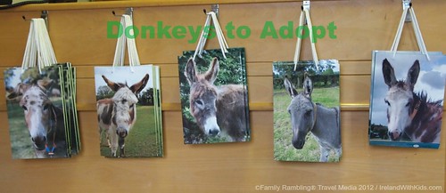 Donkeys for Adoption at the Donkey Sanctuary in Ireland