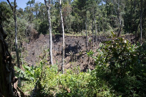 Madagascar - secondary forest, and forest after/during slash and burn agriculture.