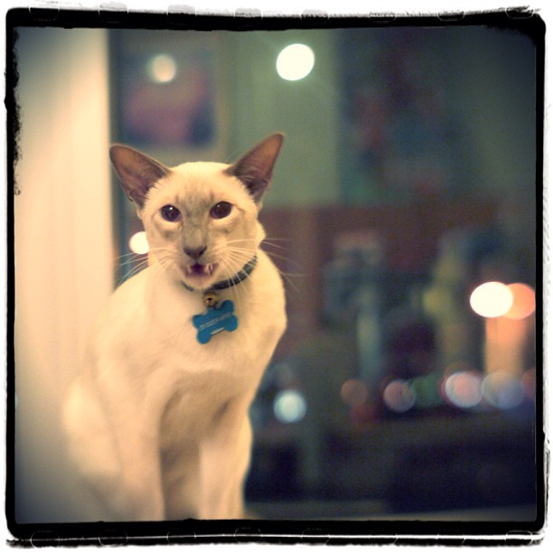 #sid #siamese #oriental #shorthair #kitty #cat #cats #catsofinstagram #instapets #feline #meow #gato #instacats #instagramcats