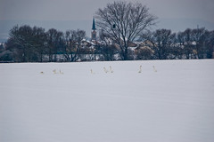 Cygnes dans la neige