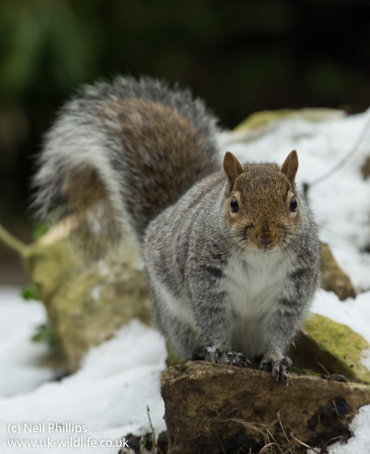 grey squirrel in snow