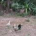 Mexico Chickens