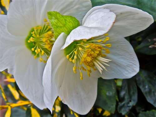 White Hellebores by Irene.B.