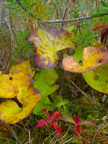 Deer cabbage (Fauria crista-galli) turns yellow to signal fall as it grows in a bog near Petersburg, AK. Muskegs, a colloquial term for peat bogs, blanket 10% of the Tongass National Forest. These wetlands range in size from a few square feet to many acres. Over the ages, muskegs formed as Sphagnum mosses, rushes and sedges grew and built up spongy carpets in these very wet, almost treeless areas.  Photo by Karen Dillman.