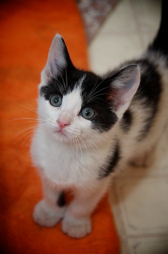 Meet Domino - Our New Kitten