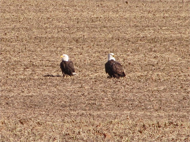 Bald Eagle near Lake Bloomington in McLean County, IL 01